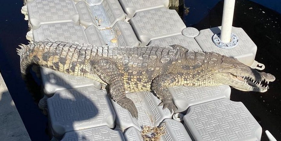 70-year-old crocodile spotted in Punta Gorda backyard