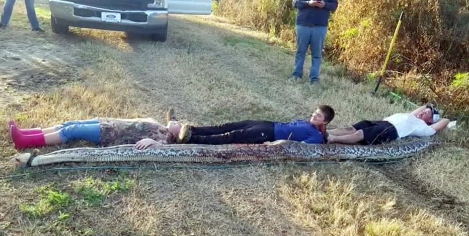Zolfo Springs cousins wrangle 300-pound, 16-foot Burmese python on family property