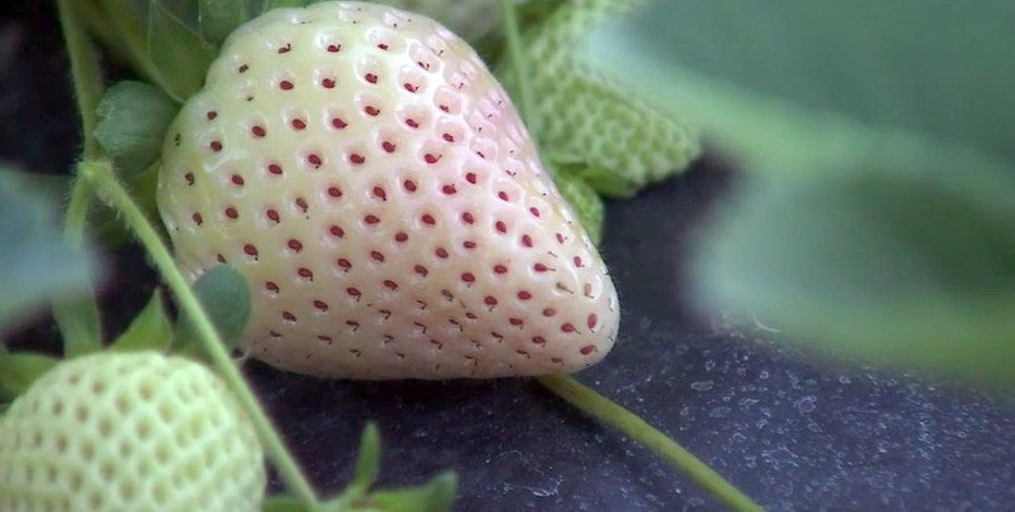 White strawberries hit Florida grocery store shelves