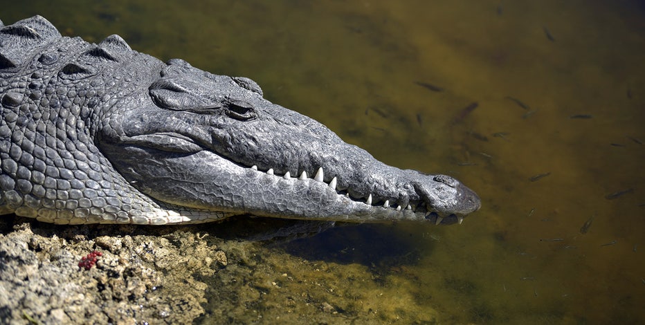 Later, gator: FWC wants you to watch out for crocodiles, too