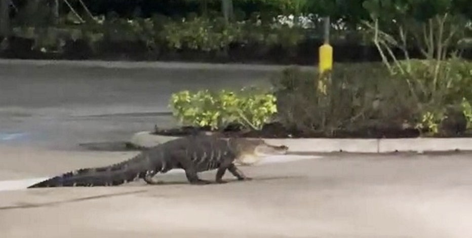 Alligator takes a stroll through Publix parking lot in Florida