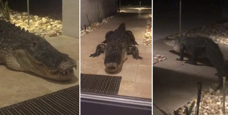 Giant gator shows up on front doorstep of Sarasota home
