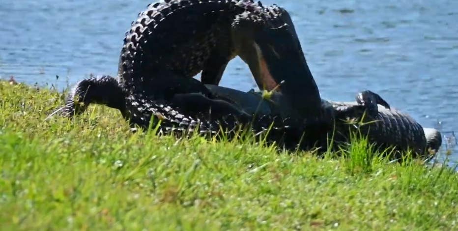Large alligators wrestle in Lakewood Ranch backyard as mating season gets underway