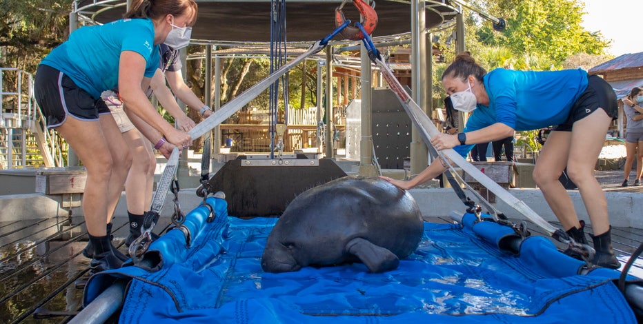 ZooTampa releases rehabilitated manatee into Gulf of Mexico after treating for red tide toxicity