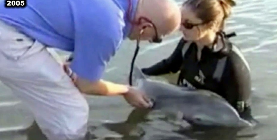 16 years ago, Winter the dolphin was rescued from a crab trap line