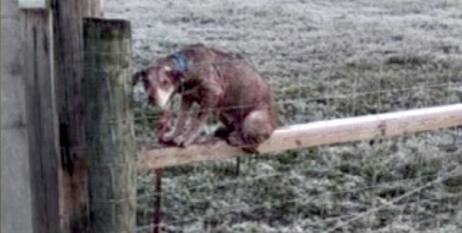 Dog climbed onto fence it was tied to in Polk City to avoid frigid ground