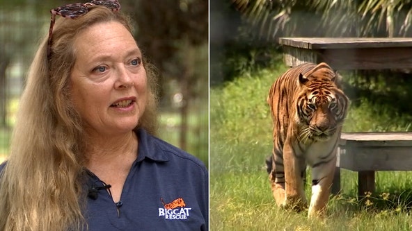Big Cat Public Safety Act bill – supported by Carole Baskin – unanimously approved by Senate