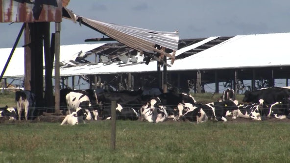 Dakin Dairy Farm loses 250 milk cows after Hurricane Ian hits Manatee County