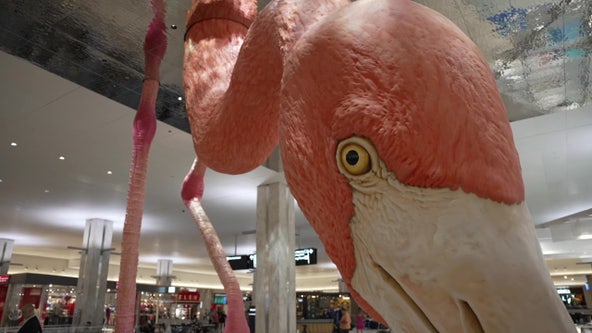 Tampa International Airport receives 65,000 name submissions for giant flamingo sculpture