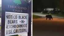 Black bear enjoying nightly buffet of fruits, garbage in Davenport community