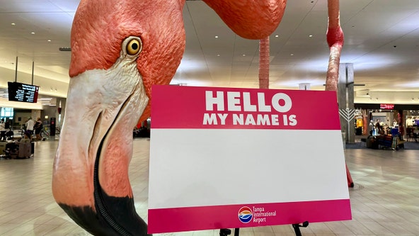 Tampa International Airport receives 65,000 name submissions for giant flamingo sculpture