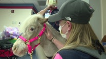 Miniature therapy horse brings hugs, hope and healing to Tampa General Hospital