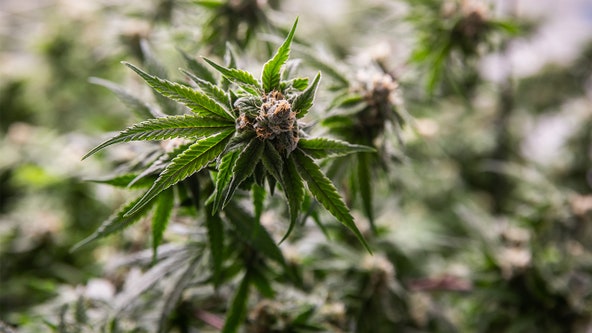 Proposed recreational marijuana amendment in Florida clears first big hurdle