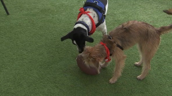 Recently adopted St. Pete dogs to be in 'Puppy Bowl' raising awareness for others in need of forever homes