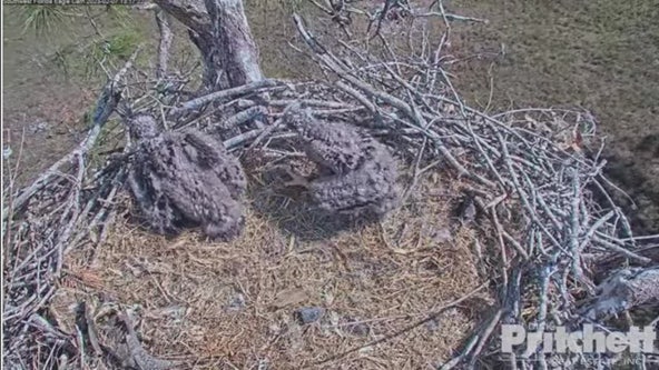 Where is Harriet? M-15 continues caring for two eaglets while mother remains missing