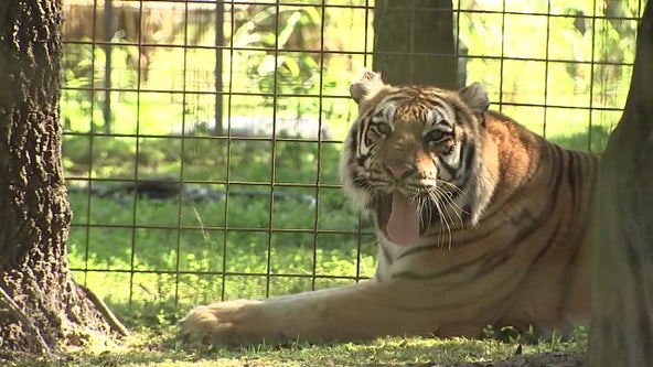 Big Cat Rescue featured on 'Tiger King' to close, merge with Arkansas wildlife refuge