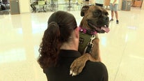 USF therapy K9: Mental health crusader strengthens bonds between law enforcement and students