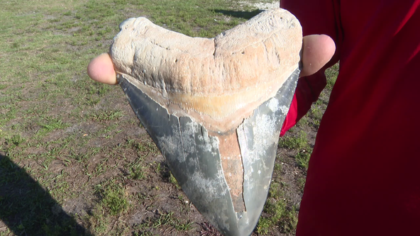 Charter boat captain finds rare 6-inch megalodon shark tooth off Venice coast