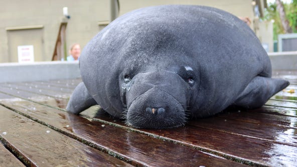 8 rehabilitated manatees flown home to Florida to return to open waters