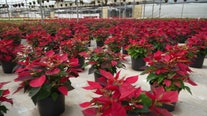 Bradenton nursery has grown poinsettias for over 70 years