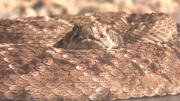 Venomous snake calls on the rise for animal trappers in Tampa Bay area