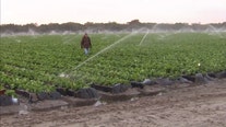 Proposed bill aims to protect Florida growers from devastating freezing temperatures