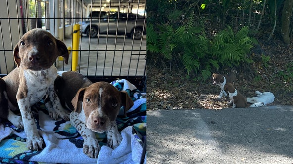 3 puppies thrown from car in Tampa, 1 killed: 'They deserve justice'