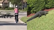 Woman on bike ride through Florida neighborhood comes face to face with alligator crossing road: WATCH