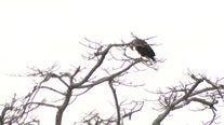 Robinson Preserve in Bradenton offers one of Florida's premier birding destinations