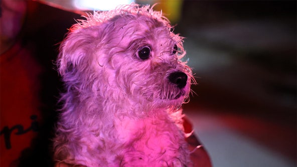 Dog saved from burning home in Town N' Country in overnight fire: HCFR