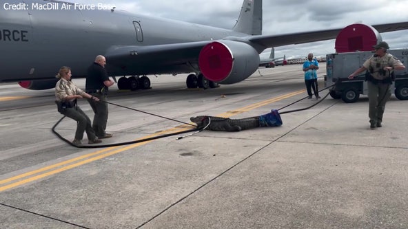 Alligator on MacDill Air Force Base runway caught on camera being wrangled by FWC officers