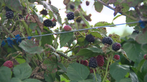 More Florida farmers adding blackberries to their fields