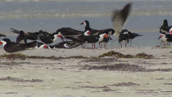 Audubon Florida warns beachgoers to avoid shorebirds Memorial Day weekend