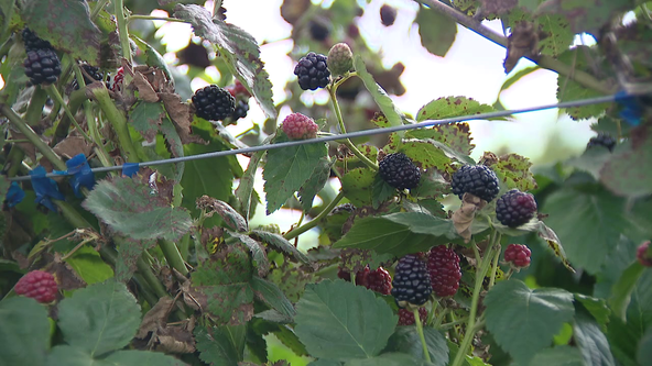 More Florida farmers adding blackberries to their fields