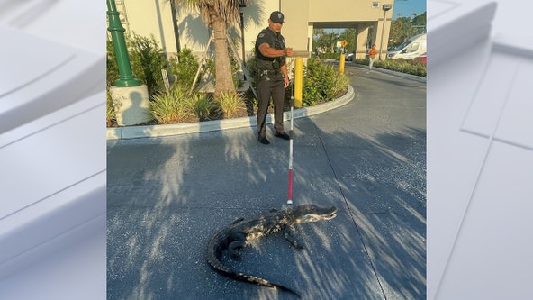 Gator on a coffee run? Reptile wrangled in drive-thru at North Port Starbucks