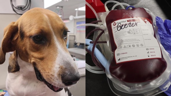 Bay Area rescue dog saves the lives of other pets through blood donation