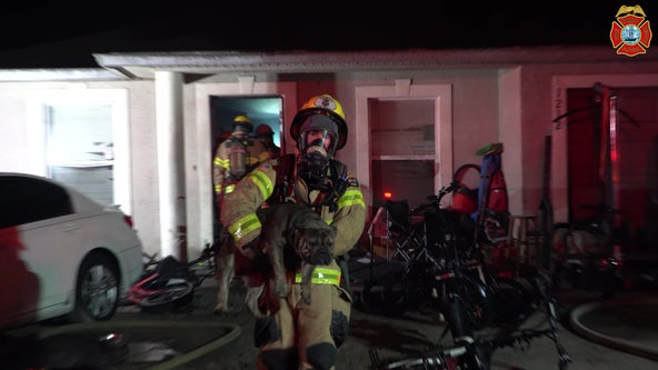 Firefighters rescue 3 dogs from Tampa house fire, crews say