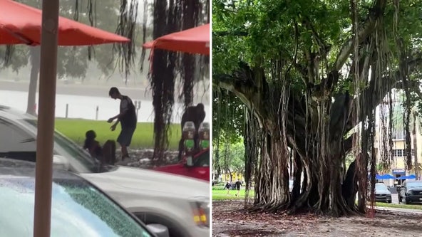 4 teenagers struck by lightning while under tree in downtown St. Pete