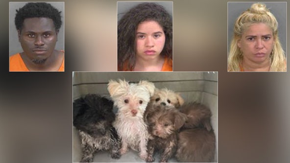 Trio accused of trying to sell distressed puppies on hot Florida beach