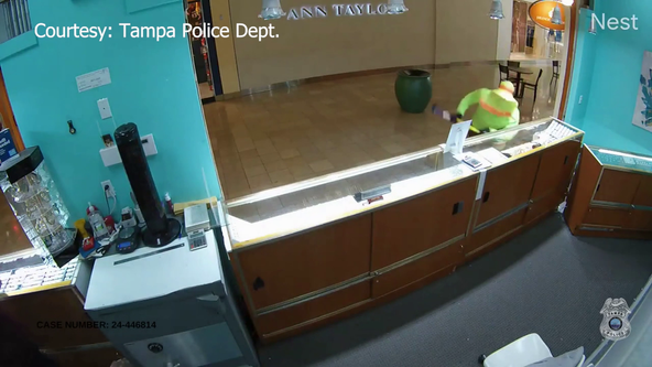 VIDEO: Jewelry thieves smash glass inside mall, Tampa police searching for suspects
