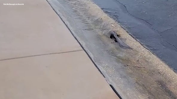 Catfish appear on flooded streets in Pinellas Park