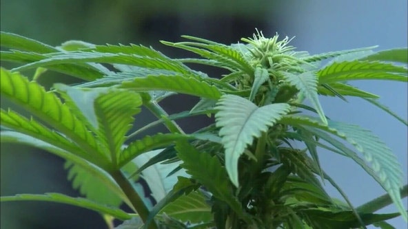 Trulieve CEO calls rejection of Amendment 3 'encouraging' for legislature to take up the issue