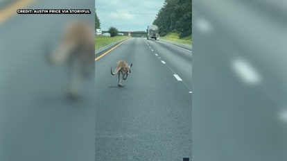 Watch: Escaped kangaroo causes crash after hopping along Alabama highway