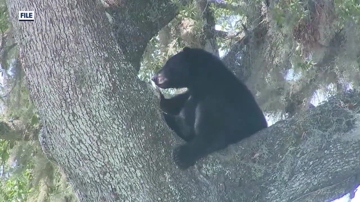 Florida officials to vote on first black bear hunt in 10 years