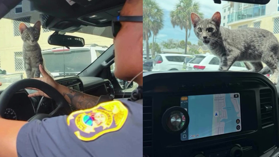 Cat rescued from hot car in Clearwater Beach: Police