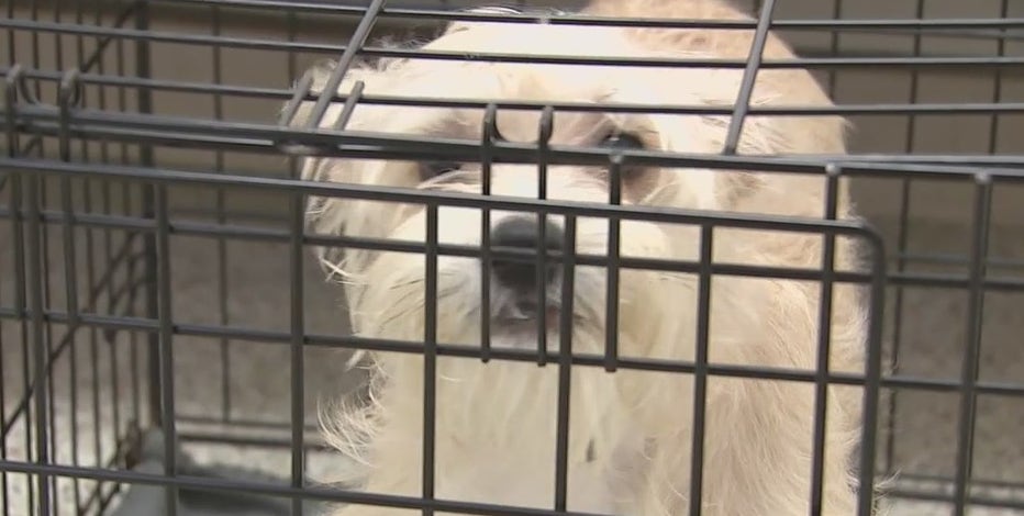 Houston Humane Society gives crates to pet owners with outdoor dogs due to arctic blast