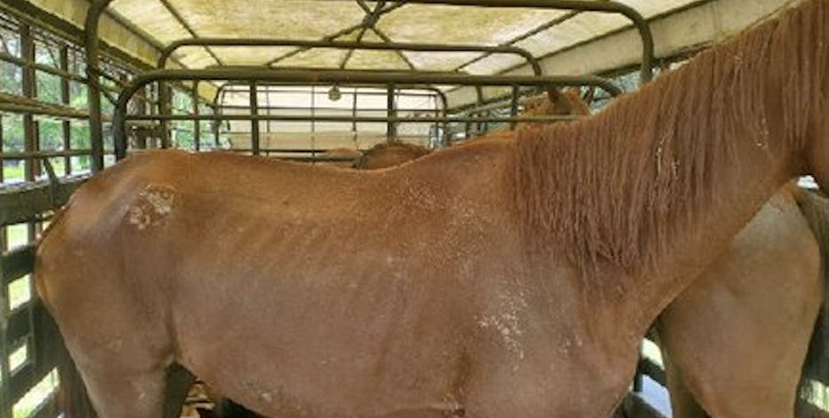 Malnourished horses found, seized by Montgomery Co. deputies