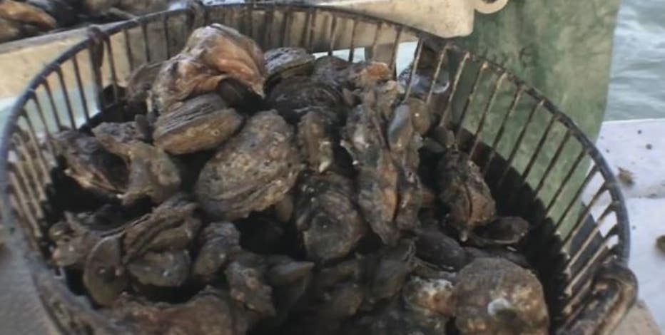 Texas oyster season begins with challenges