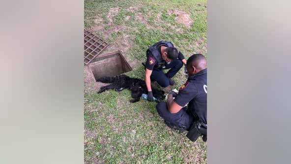 Harris County constables rescue dog stuck in storm drain