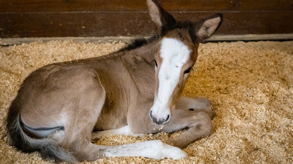 Houston SPCA welcomes new foal, will host open house to meet new bundle of joy